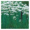 allium-tuberosum