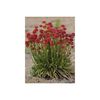 armeria-pseudarmeria-ballerina-red (1)