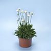 armeria-pseudarmeria-ballerina-white (4)