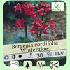 bergenia-cordifolia-winterglow (1)