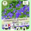 campanula-garganica-major