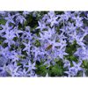 campanula-garganica-major (1)