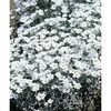 cerastium-tomentosum