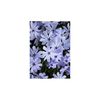 phlox-subulataearly-spring-blue