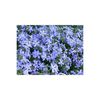 phlox-subulataearly-spring-blue (1)