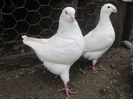 IMG_0448 f 2012