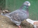 IMG_0397 m 2009 hu