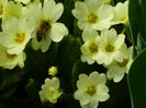 DSCN5366