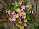 DSCN5370