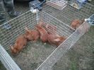 SAM_0276