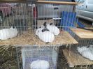SAM_0290