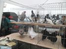 SAM_0296