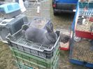SAM_0321