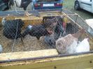 SAM_0354