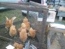 SAM_0378