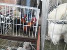 SAM_0393