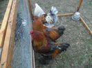 SAM_0401