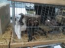 SAM_0416