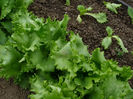 salata creata martie 2013