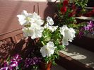 DSC00957