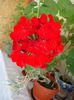 DSC00960