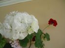 DSC00962