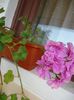 DSC00972
