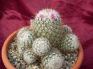 Mammillaria bombycina