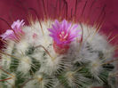 Mammillaria bombycina
