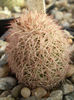 Echinocereus bristolii pseudopectinatus