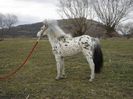 MINIPONEI APPALOOSA