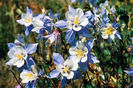 Aquilegia-caerulea