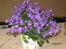 Campanula
