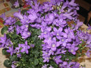 IMG_0040a