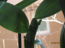 DENDROBIUM NOBILE-violet