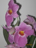 MILTONIA
