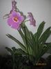 MILTONIA