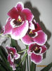 MILTONIA