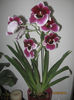MILTONIA
