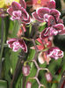 Phal. Black Purple