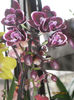 Phal. Black Purple