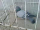 Cro 2010