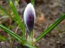 Crocus Prins Claus (2013, March 11)