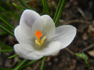 Crocus Prins Claus (2013, March 11)