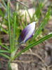 Crocus Prins Claus (2013, March 12)