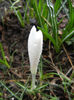 Crocus Jeanne d`Arc (2013, March 11)