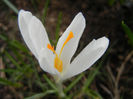 Crocus Jeanne d`Arc (2013, March 11)