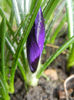 Crocus Negro Boy (2013, March 11)