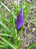 Crocus Negro Boy (2013, March 12)