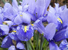 Iris reticulata Blue (2013, March 11)